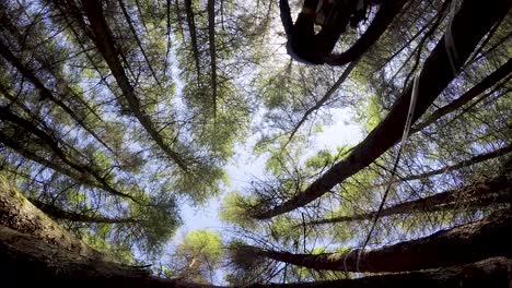 Slow Motion Mountain Biker riding jump over camera with tall tree canopy in the background