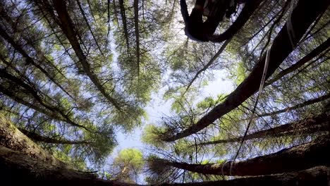 slow motion mountain biker riding jump over camera with tall tree canopy in the background