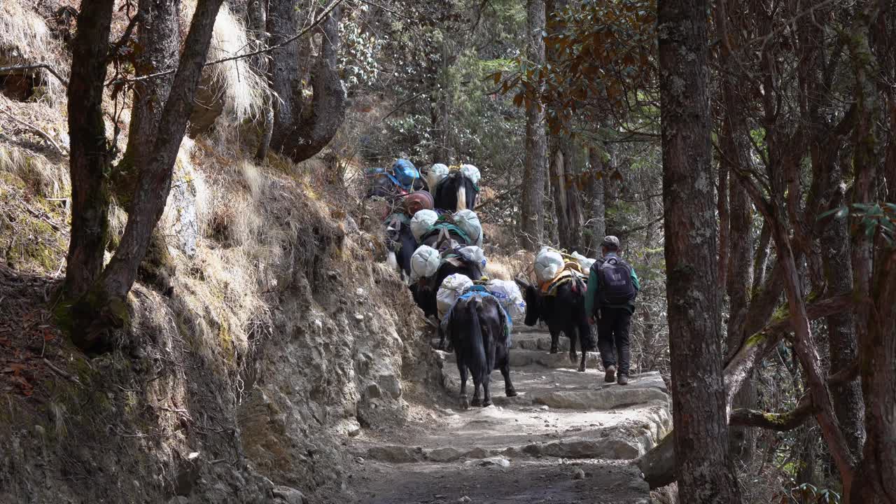 pangboche, nepal - 13 de marzo de 2022: yaks caminando por un sendero en las montañas del himalaya camino al campamento base del everest