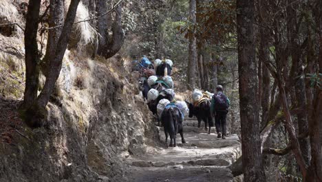 pangboche, nepal - march 13, 2022: yaks walking on a trail in the himalayan mountains on the way to everest base camp