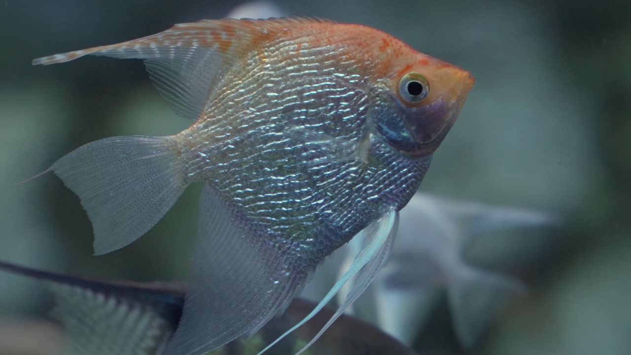 Premium stock video Gold pterophyllum scalare angelfish floating in