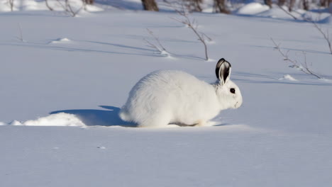 white hare moving through deep snow in winter