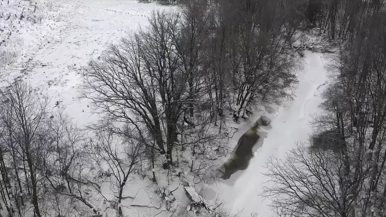 aquila calva che sorvola il torrente nella foresta invernale