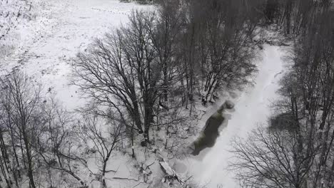 bald-eagle-flying-over-stream-in-winter-forest