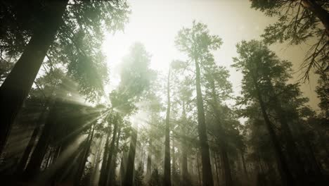 Redwood-Forest-Foggy-Sunset-Scenery