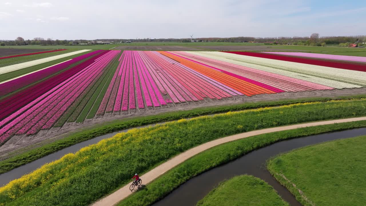 Vista aerea di tulipani in fiore e motociclisti che attraversano strade di campagna.