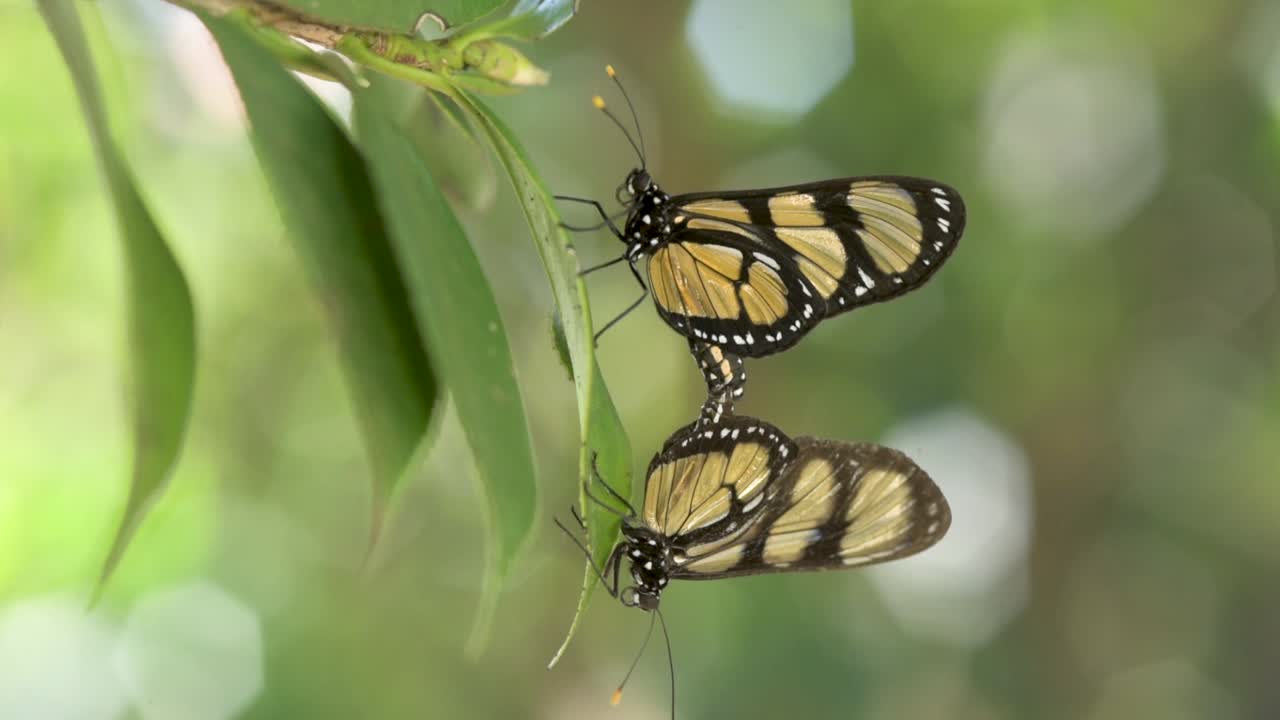 apareamiento de la especie mariposa-de-manaca