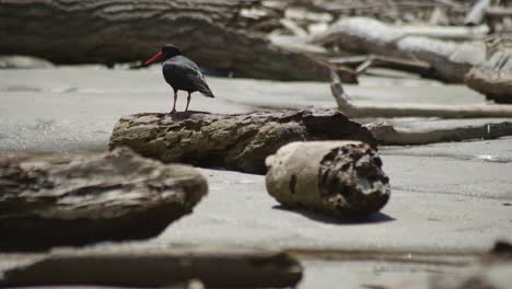 Discover-the-striking-Variable-Oystercatcher-perched-gracefully-on-a-log,-a-picturesque-moment-in-its-coastal-habitat