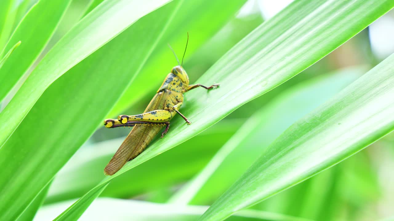 녹색 잎에 메뚜기