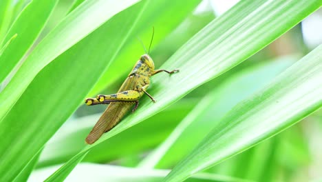 Saltamontes en una hoja verde