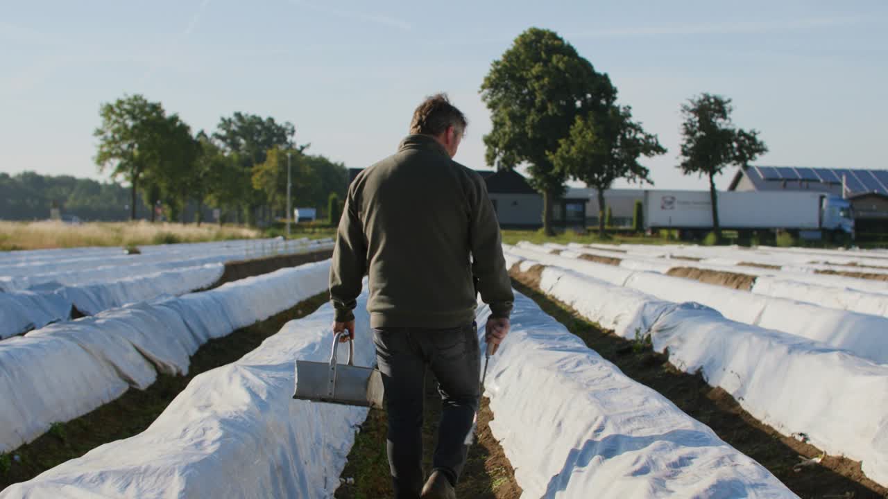 손에 도구를 들고 아스파라거스 밭을 걷고 있는 백인 농부