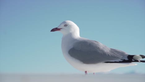 Seagull on a clear day