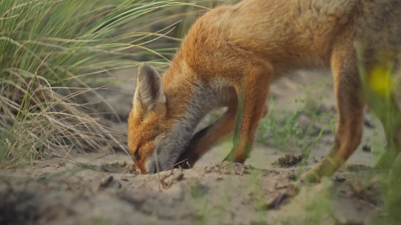 el joven zorro rojo vulpes vulpes excava en busca de comida en las dunas de arena, primer plano en ángulo bajo