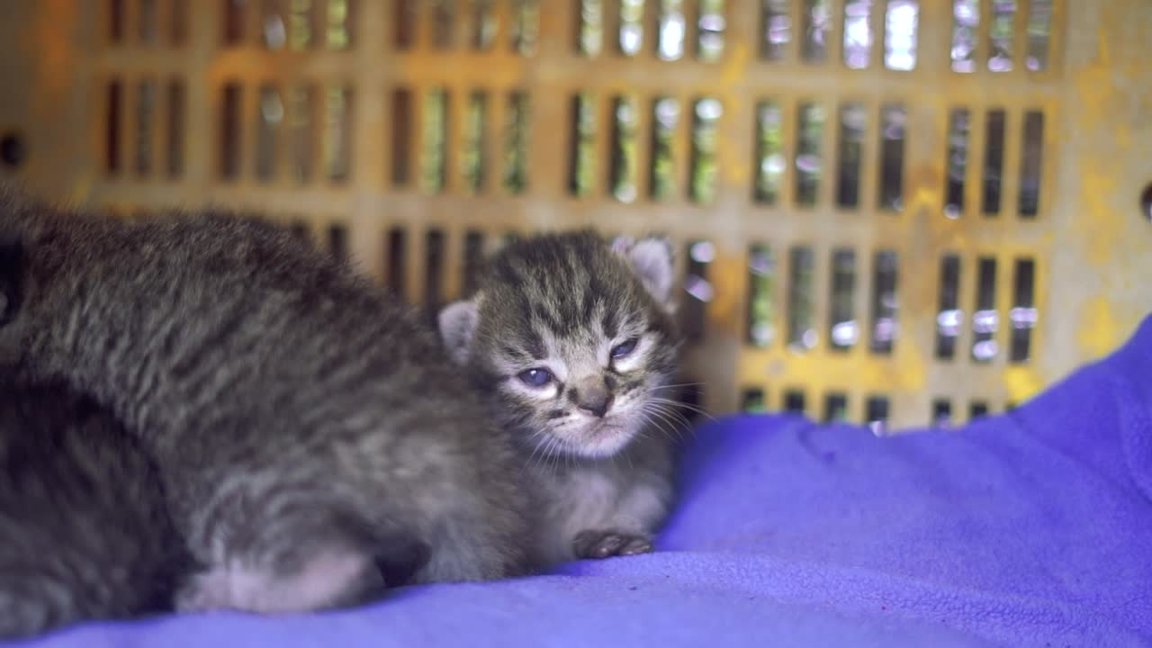 Mum feeding baby cats breastfeed kitty, kitten