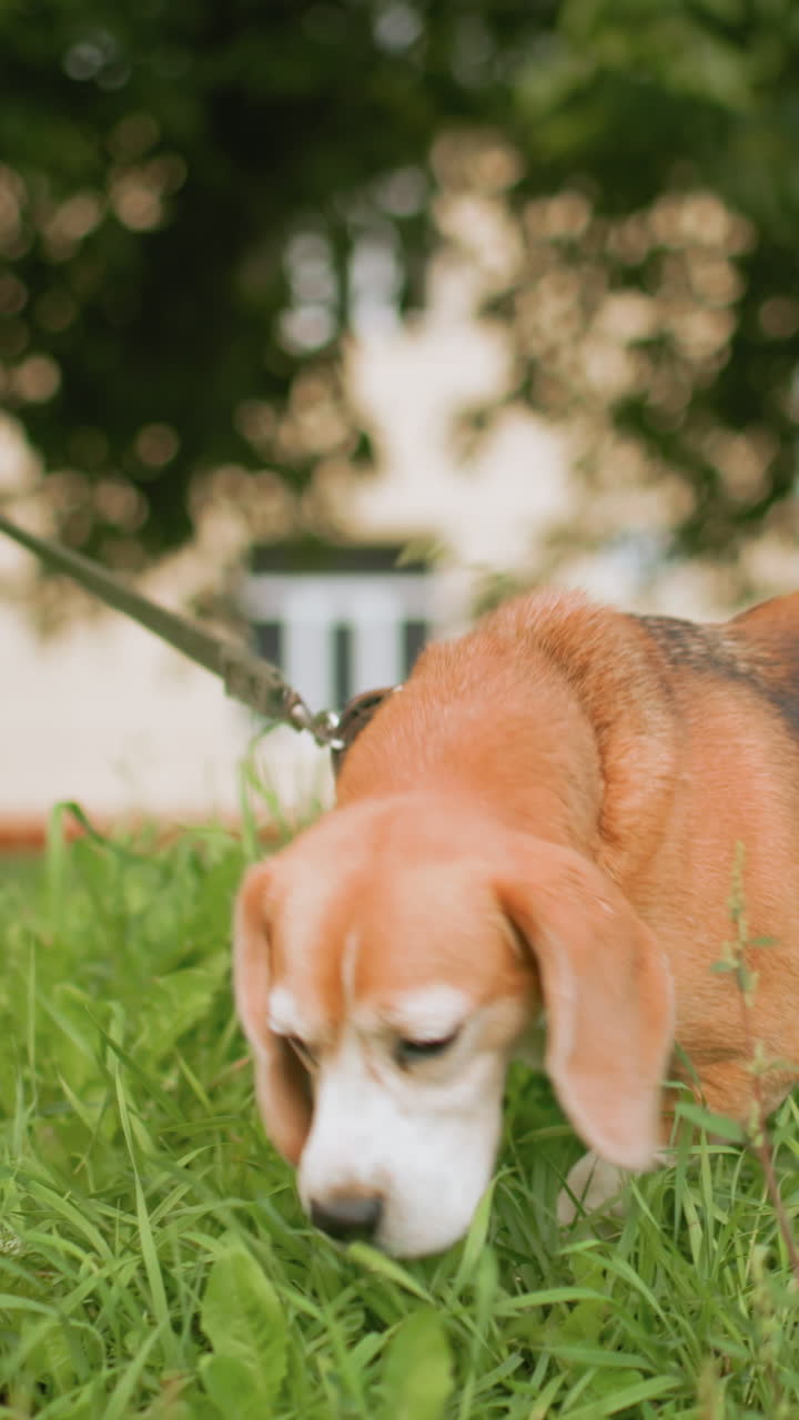 나뭇잎이 무성한 공원에서 흰색 옷을 입은 주인이 서 있는 근처에서 코를 킁킁거리는 비글 클로즈업, 빛나는 스터드 장식 칼라, 부드러운 감독과 주의 깊은 자세, 교외의 푸른 잔디밭, 노인과 반려동물 간의 따뜻한 일상