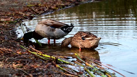 pair-of-mallard-ducks-near-the-shore-of-a-lake