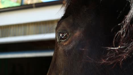 eye of the horse, close up shot