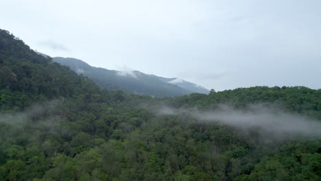 a drone shot of greenery forest scenery in ipoh, perak, malaysia covered with mist