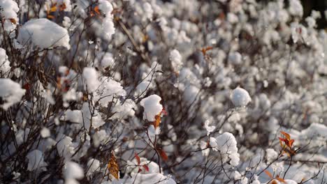 partículas de hielo y nieve derretidos que se aferran a las ramas de los arbustos