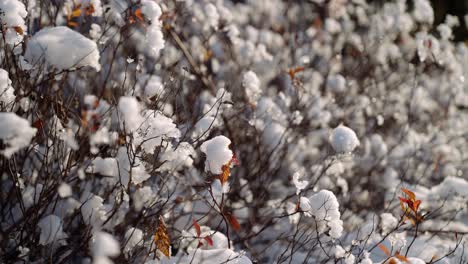 particles of melting ice and snow clinging onto the twigs of shrubs