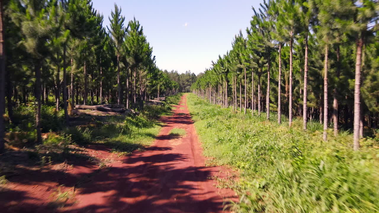Drone advancing over a dirt road surrounded by pine trees