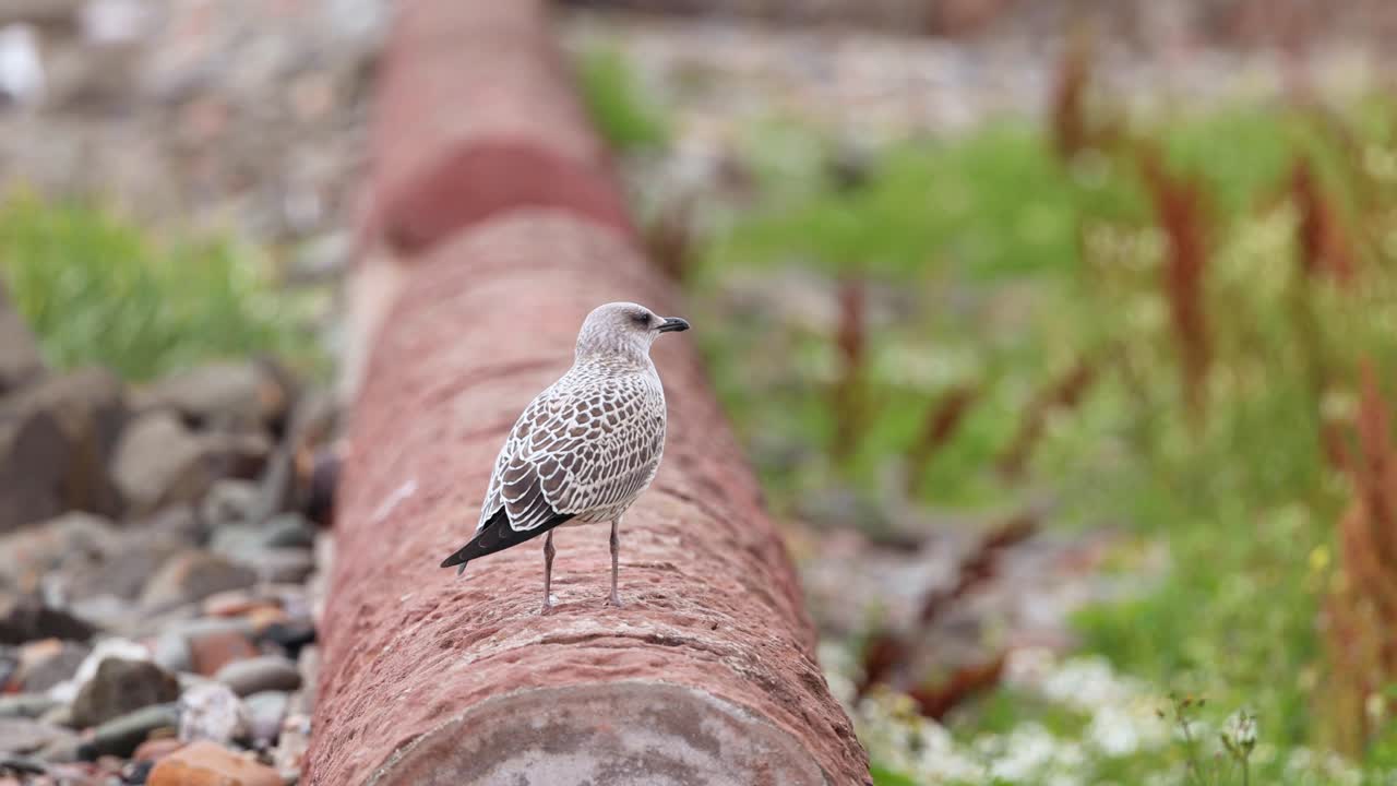 Gull standing on a pipe in Dysart, Fife