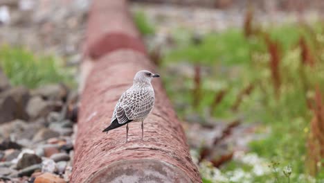 la gaviota de pie en una pipa en dysart, fife