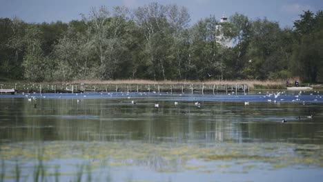 top of the water view from a lively and nature protected lake