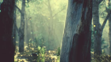 rays-of-sunlight-in-a-misty-forest-in-autumn