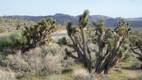 cactus por carretera en un día soleado en el área de conservación nacional del cañón de roca roja en nevada, estados unidos en cámara lenta