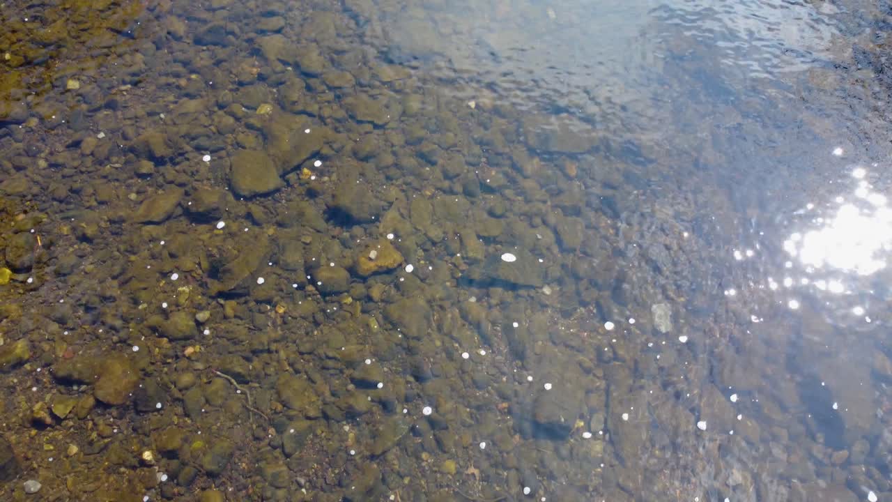 아침 시간에 로세이 강의 맑고 투명한 물을 틸트 업 샷