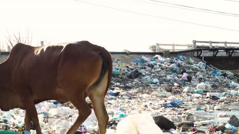 Vista-Trágica-Mientras-La-Vaca-Camina-A-Través-De-Un-Enorme-Vertedero-De-Basura-Al-Lado-De-La-Carretera