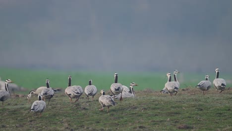 flock of bar headed goose resting in morning