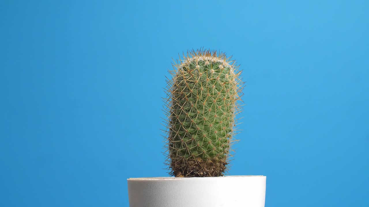 Old Lady Cactus Plant Revolving Around Itself On The Blue Screen Background