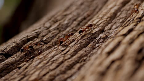 ants crawling on tree bark