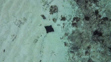 video of a ray in the sea in seychelles, filmed with a drone from above the ocean, ray slowly swimming around