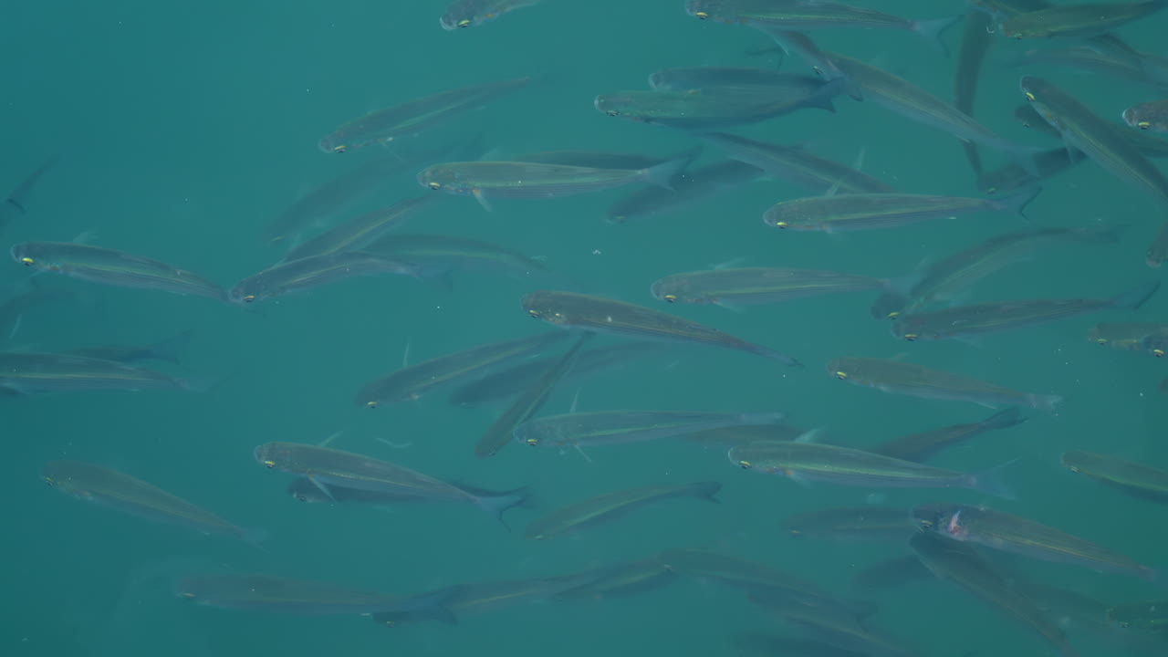 Group of fish swimming gracefully in crystal clear turquoise water