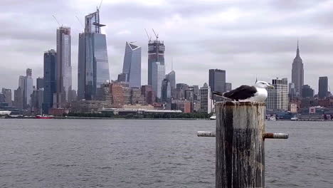 seagull with nyc skyline in background