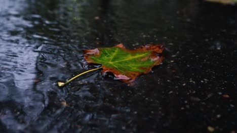 Lluvia-De-Otoño-Con-Mal-Tiempo,-Lluvia-Cae-Sobre-La-Superficie-Del-Charco-Con-Hojas-Caídas.