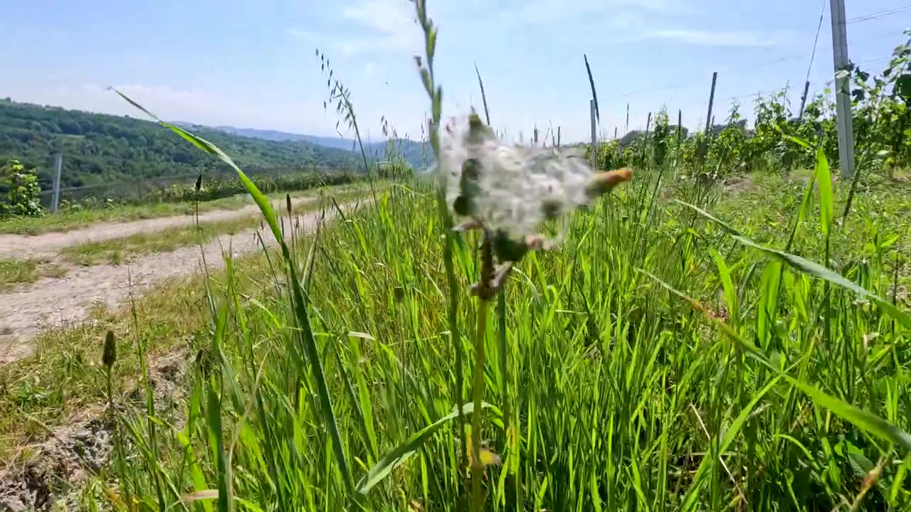 Inquadratura dal basso di erba verde vibrante e fiori selvatici che ondeggiano accanto a una strada sterrata soleggiata.