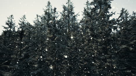 snowy forest