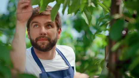 garden worker picking berry branches in horticultural sunny plantation portrait