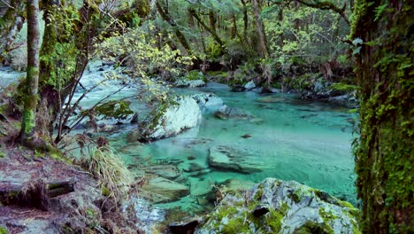 arroyo de agua turquesa cristalina en medio de una densa jungla verde