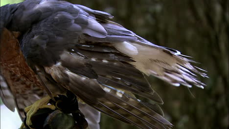 Tiro-Apretado-De-Plumas-De-Halcones