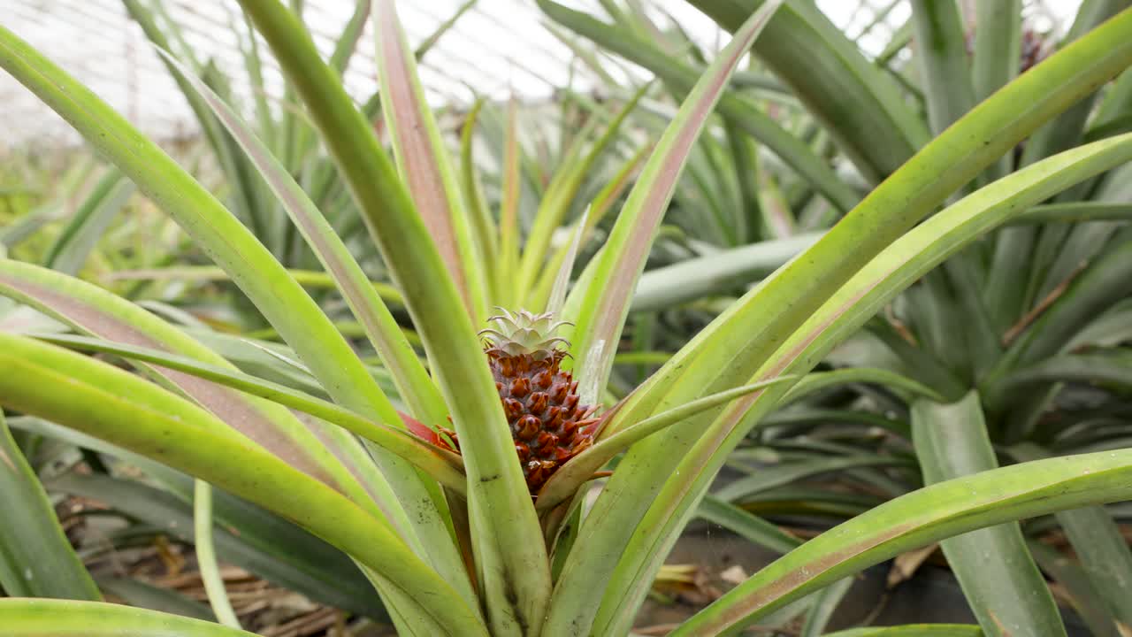 fotografía en primer plano de una pequeña piña en invernadero de una famosa plantación de piña en las azores