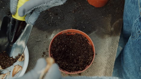 planting garlic bulbs