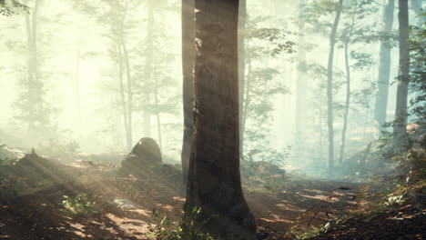 Panoramic-view-of-the-majestic-forest-in-a-morning-fog