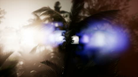 Sunset-Beams-through-Palm-Trees