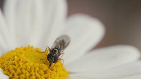 Hover-fly-feeding-on-eating-pollen-nectar-from-a-white-and-yellow-daisy