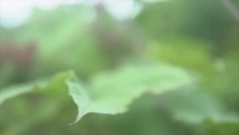 macro view of a beautiful green leaf in the middle of the indian rainforest during a rainy day